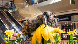 Bienen-Ausstellung / Foto: © DerFritz