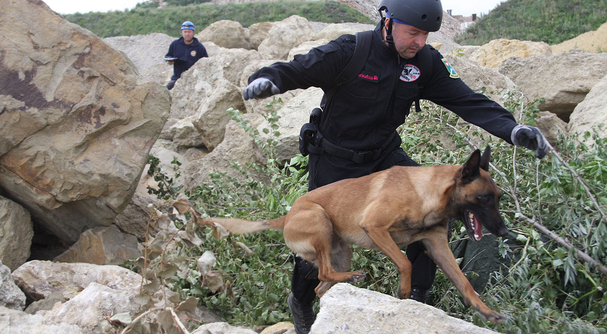 Rettungshund bei Prüfung / Foto: IRO/Peter Schüler
