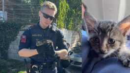 Babykater / Foto: Polizei WRN