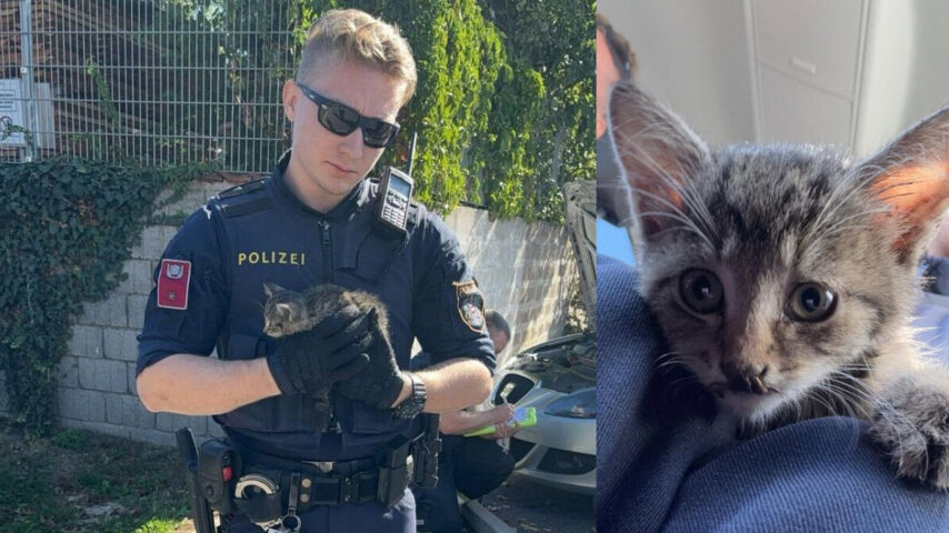 Babykater / Foto: Polizei WRN