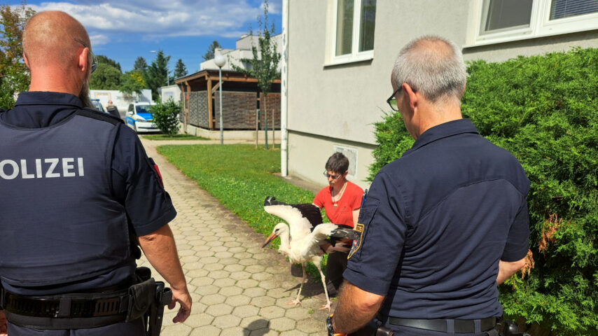 Storch im Stadtgebiet Neunkirchen / Foto: Stadtpolizei Neunkirchen