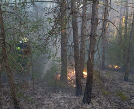 Waldbrand Föhrenwald / Foto: Presseteam d. FF Wr. Neustadt